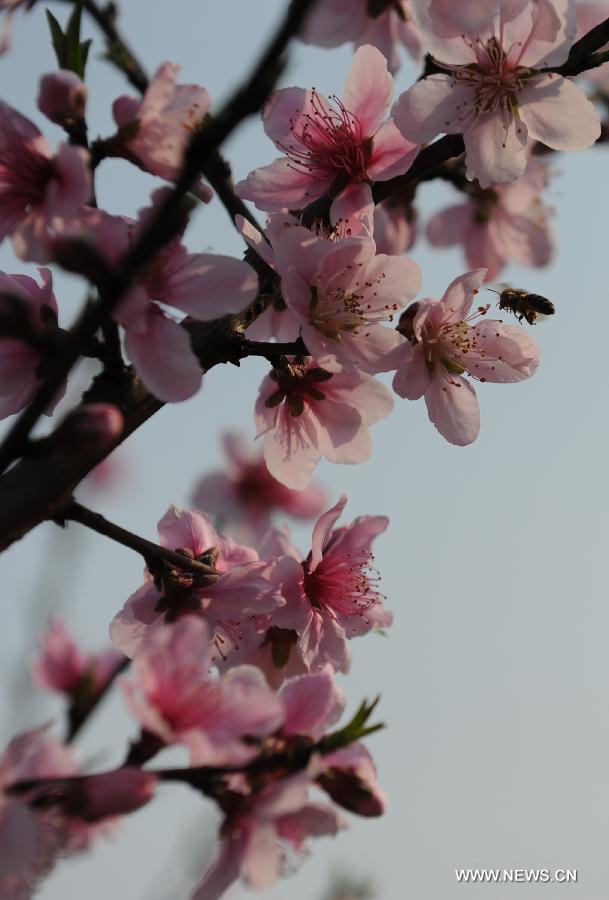 #CHINA-GUANGXI-HECHI-PEACH FLOWERS-BEES (CN) 