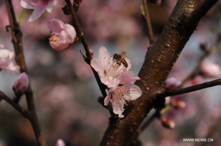 #CHINA-GUANGXI-HECHI-PEACH FLOWERS-BEES (CN) 