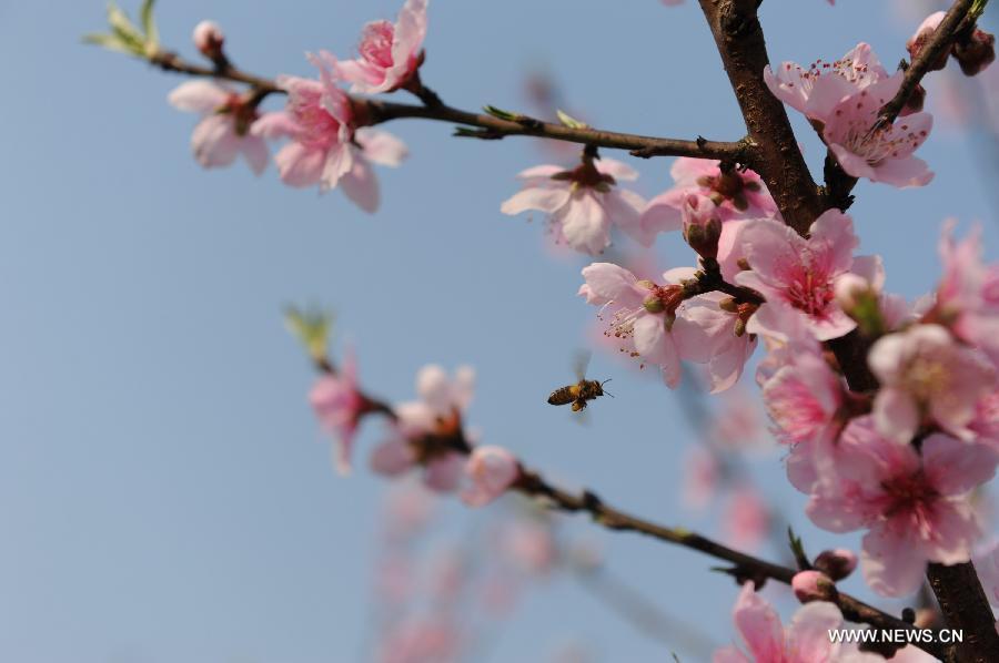 #CHINA-GUANGXI-HECHI-PEACH FLOWERS-BEES (CN) 