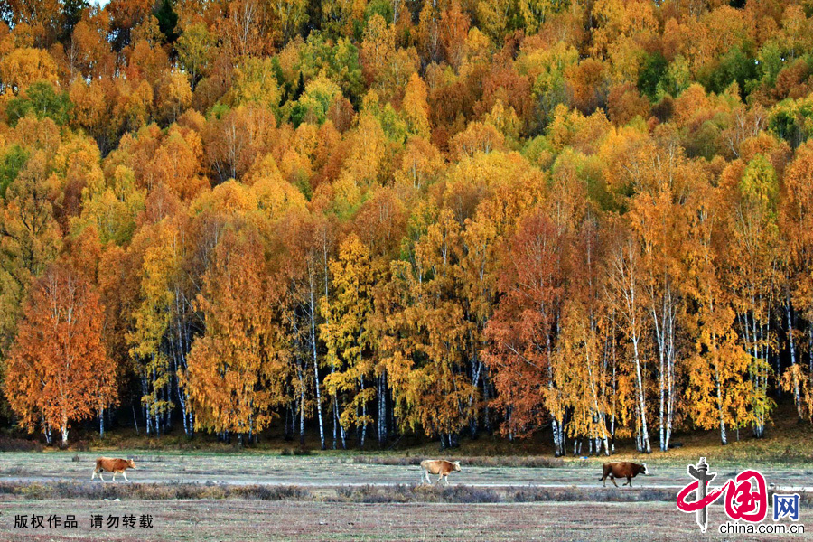 Located within the Kanas Lake scenic area in the north of Xinjiang, Hemu, one of the six most beautiful villages in China, is a rather primitive village. Here, visitors can enjoy the snow mountain, icy lake, grassland and primitive Tuwa minority village whom lived there thousand years. The beautiful scenery of Hemu Village in the early winter has attracted many tourists.[China.org.cn]