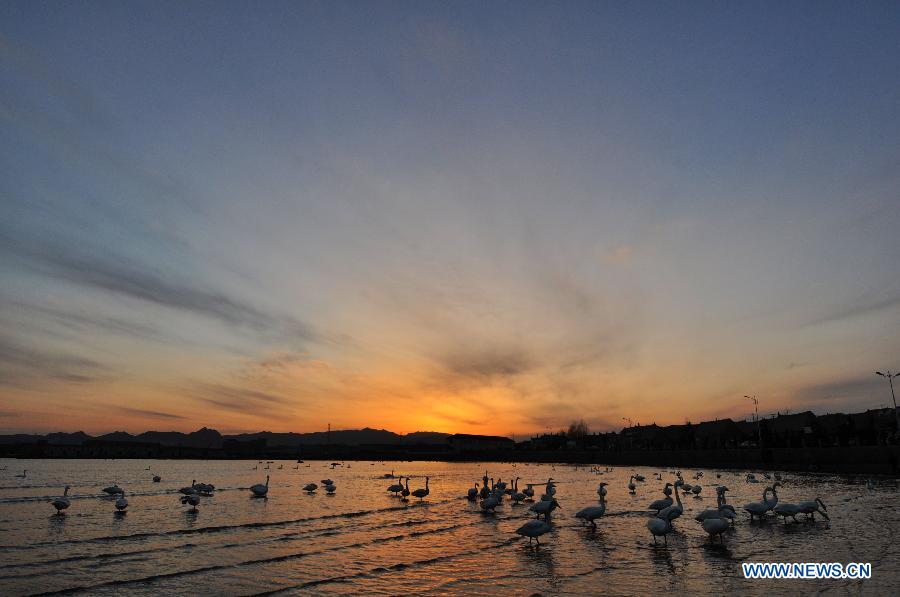 #CHINA-SHANDONG-RONGCHENG-SWANS (CN)