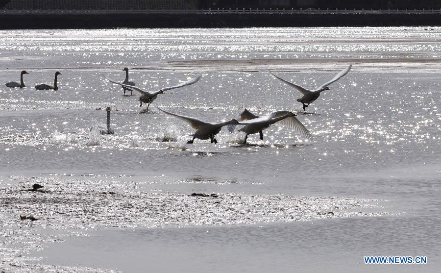 #CHINA-SHANDONG-RONGCHENG-SWANS (CN)