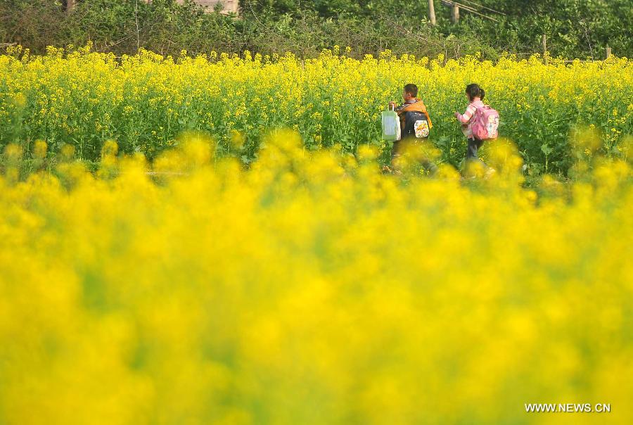 #CHINA-GUANGXI-RONG'AN-COLE FIELD (CN)