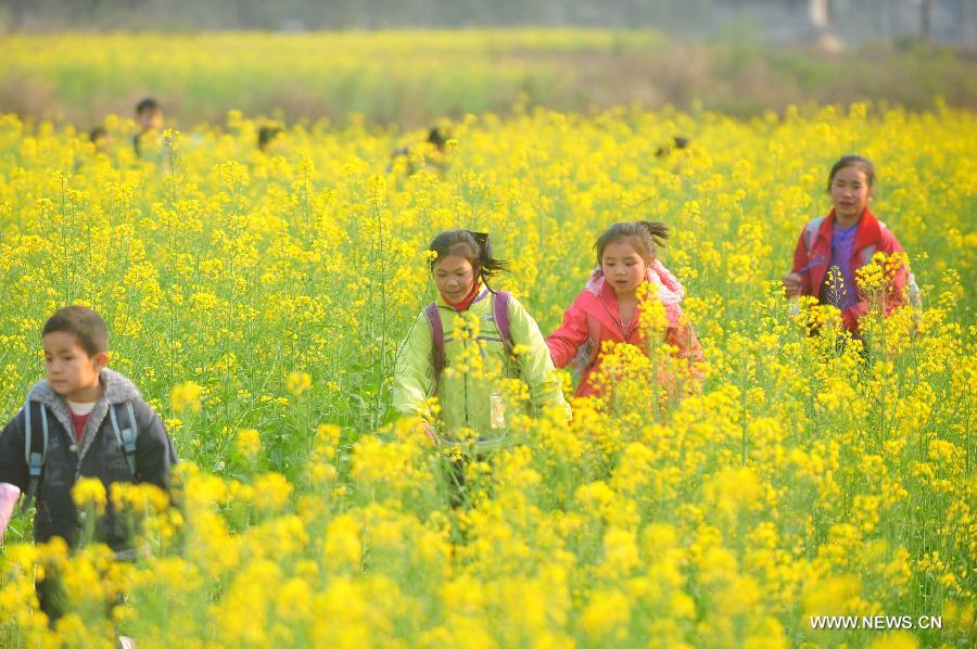 #CHINA-GUANGXI-RONG'AN-COLE FIELD (CN)