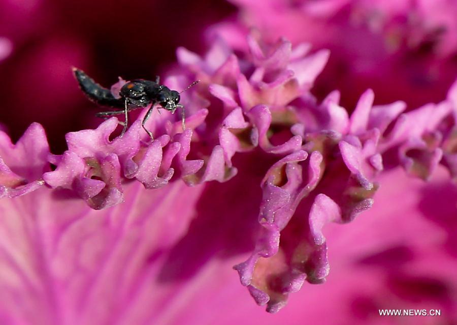 CHINA-JIANGSU-ZHENJIANG-SPRING-INSECTS (CN)