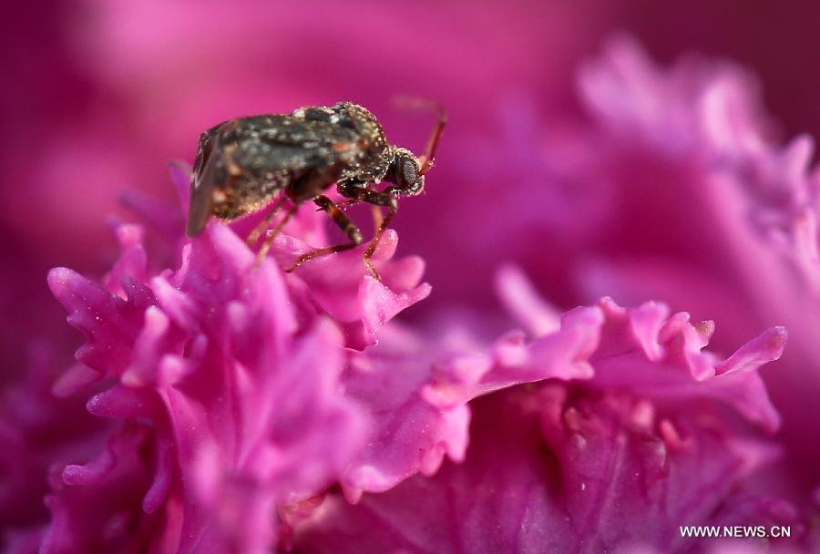 CHINA-JIANGSU-ZHENJIANG-SPRING-INSECTS (CN)