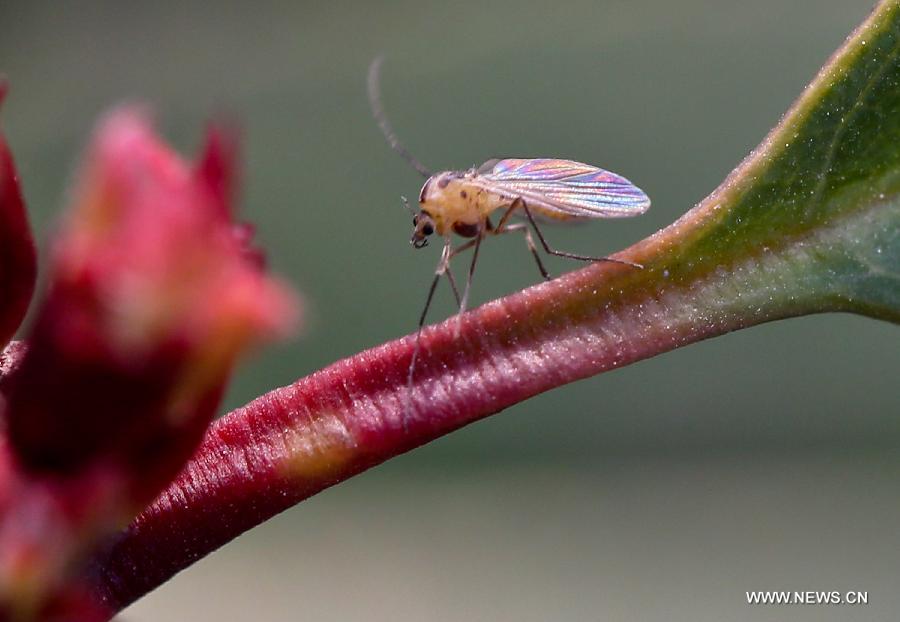 CHINA-JIANGSU-ZHENJIANG-SPRING-INSECTS (CN)