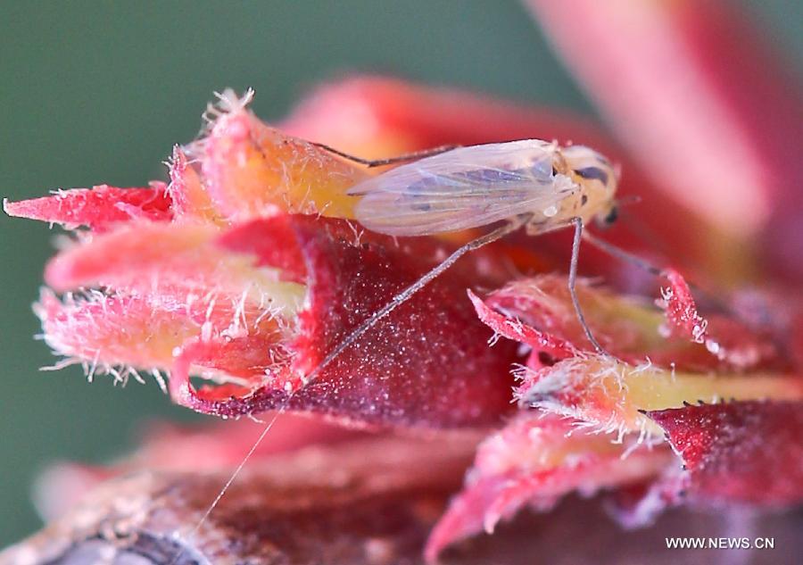 CHINA-JIANGSU-ZHENJIANG-SPRING-INSECTS (CN)