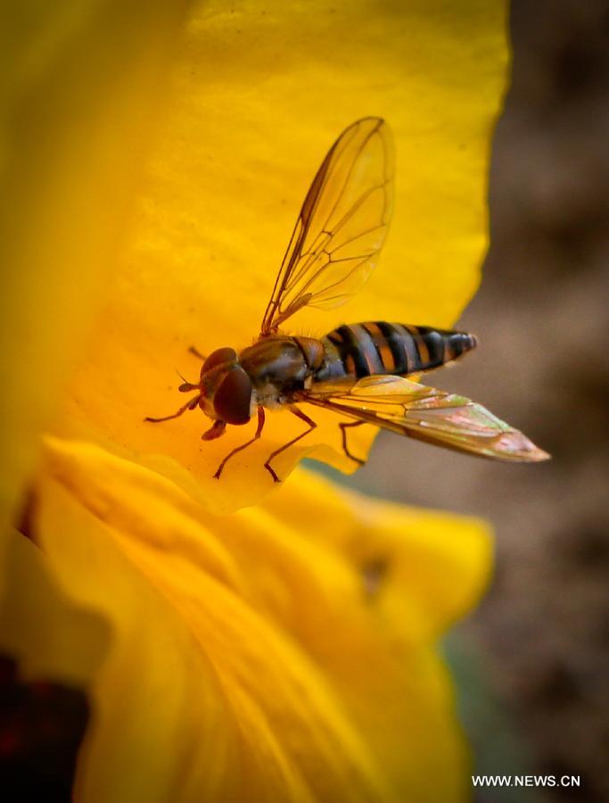 CHINA-JIANGSU-ZHENJIANG-SPRING-INSECTS (CN)