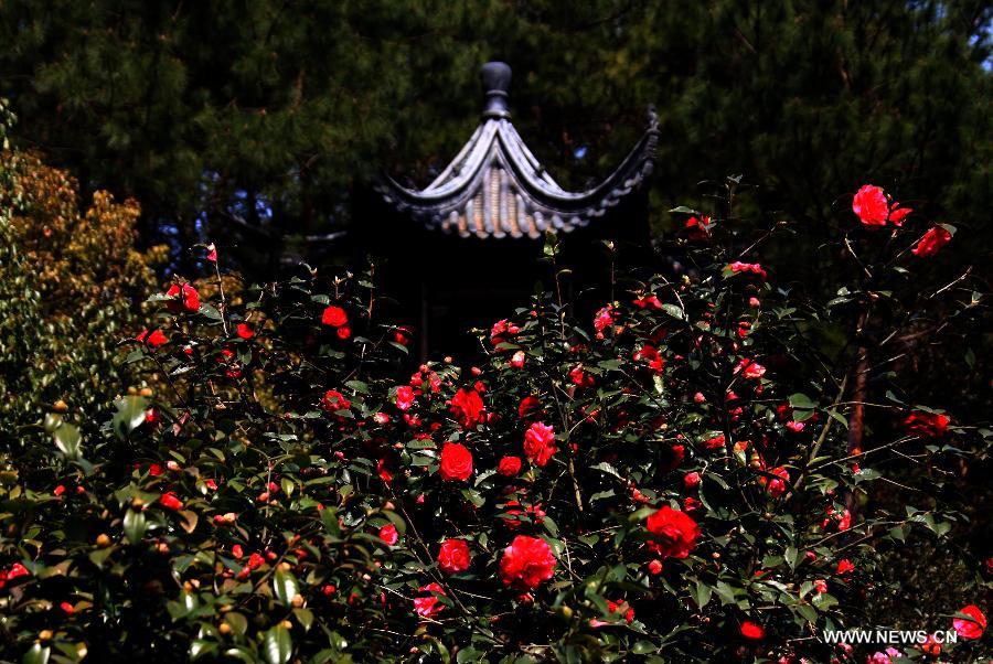 #CHINA-ANHUI-HUANGSHAN-FLOWERS (CN)