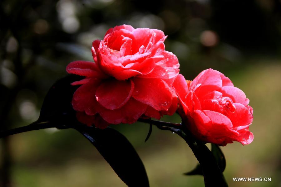 #CHINA-ANHUI-HUANGSHAN-FLOWERS (CN)