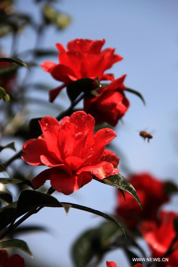 #CHINA-ANHUI-HUANGSHAN-FLOWERS (CN)