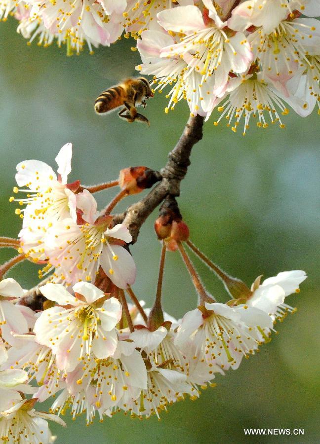 #CHINA-JIANGSU-SUZHOU-BLOSSOMS (CN)