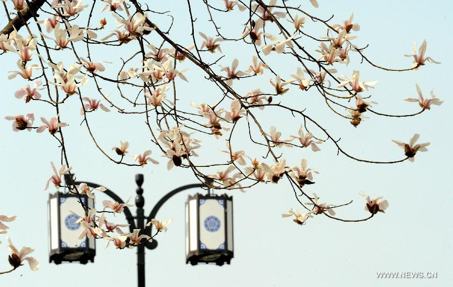 #CHINA-JIANGSU-SUZHOU-BLOSSOMS (CN)