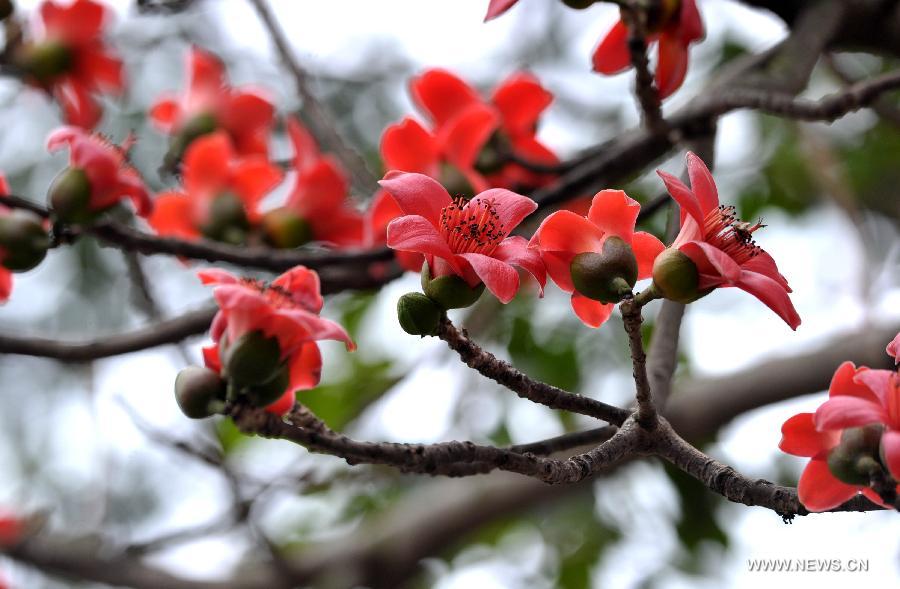 CHINA-HAINAN-HAIKOU-KAPOK FLOWER (CN)