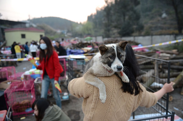 Volunteers look after dogs rescued by police from a truck in Qijiang country in Chongqing on Tuesday. The dogs were to be slaughtered for food in Zhanjiang, Guangdong province. [Photo/China Daily]