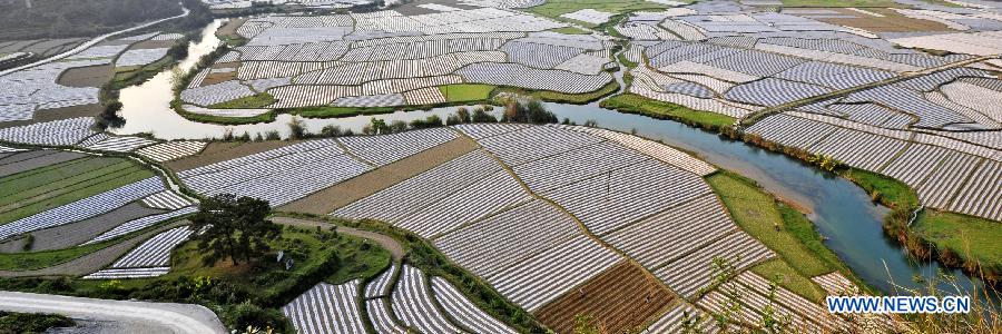 #CHINA-GUANGXI-CROPLAND SCENERY (CN)