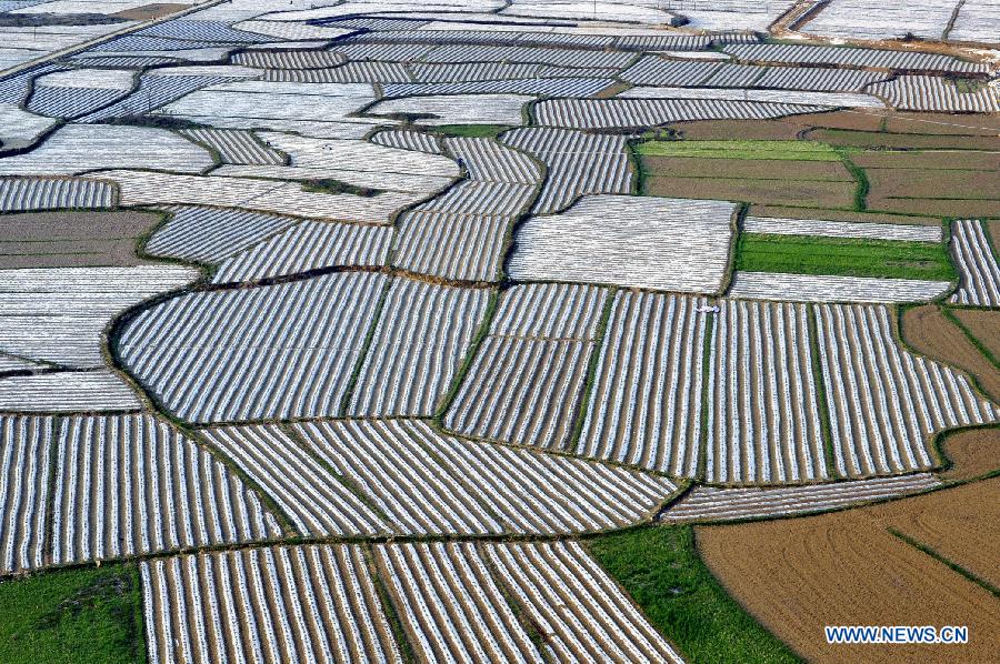 #CHINA-GUANGXI-CROPLAND SCENERY (CN)