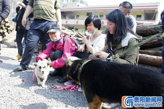 重庆志愿者拦车救狗 800余只狗命运大转折