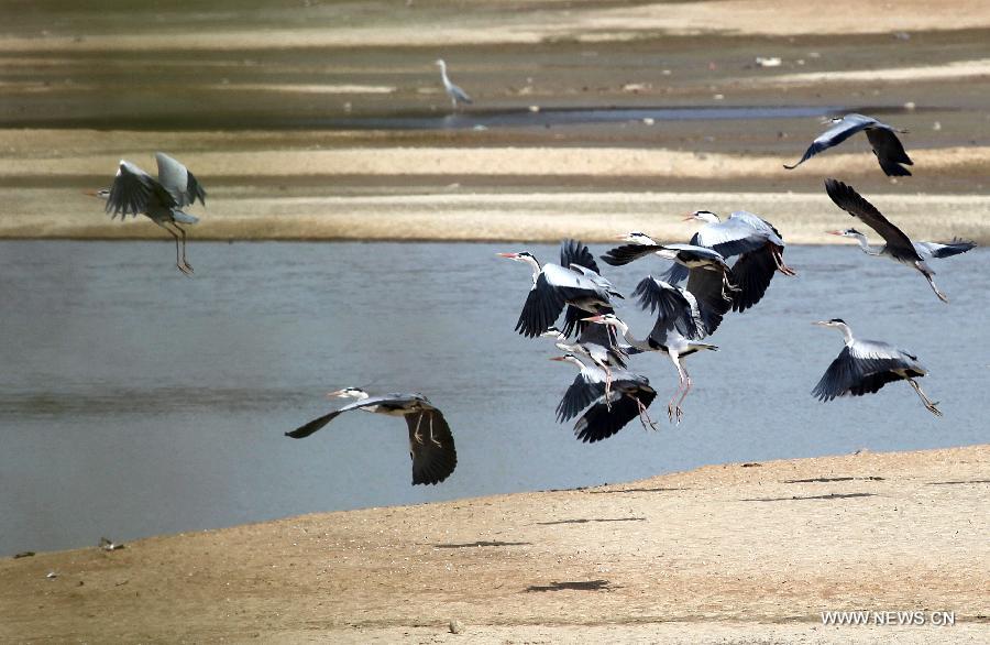 #CHINA-JIANGXI-POYANG LAKE-MIGRATORY BIRDS (CN)