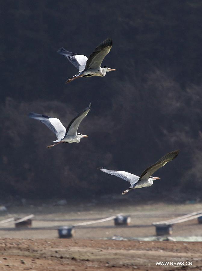 #CHINA-JIANGXI-POYANG LAKE-MIGRATORY BIRDS (CN)