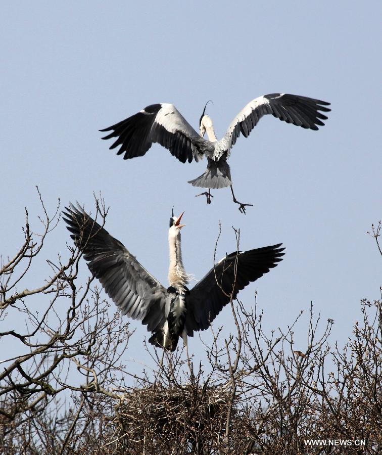 #CHINA-JIANGXI-POYANG LAKE-MIGRATORY BIRDS (CN)