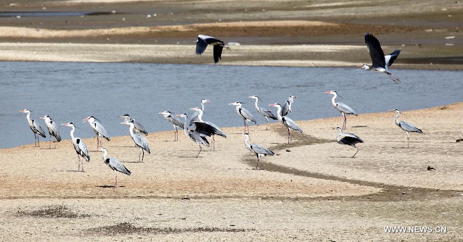 #CHINA-JIANGXI-POYANG LAKE-MIGRATORY BIRDS (CN)