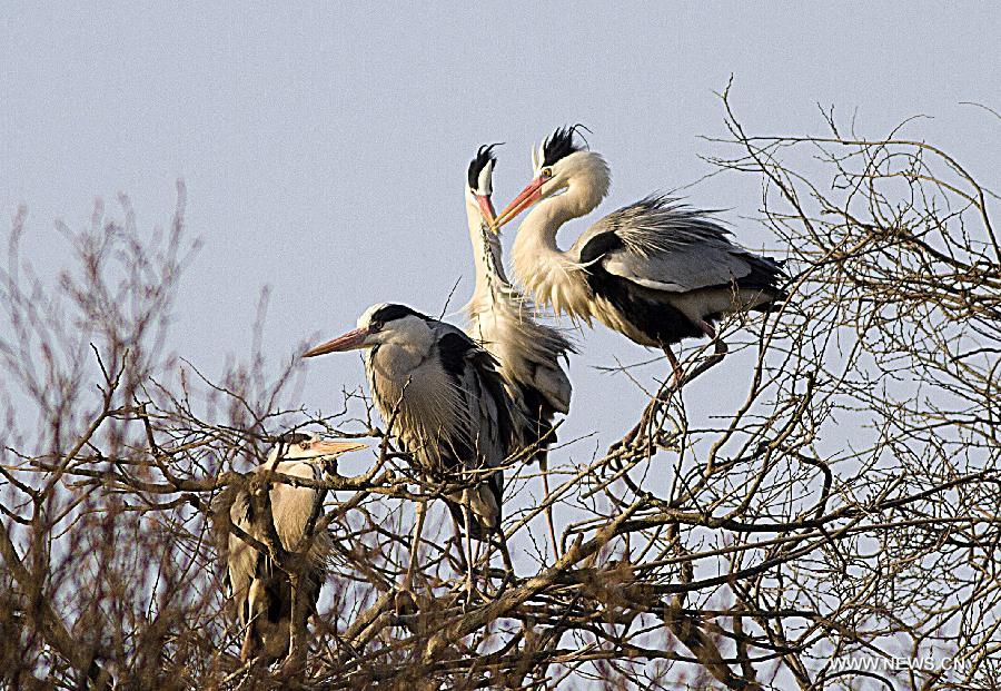 #CHINA-JIANGXI-POYANG LAKE-MIGRATORY BIRDS (CN)