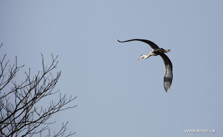 #CHINA-JIANGXI-POYANG LAKE-MIGRATORY BIRDS (CN)