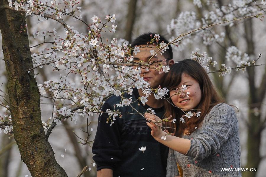 CHINA-GUIZHOU-PINGBA-SAKURA (CN)