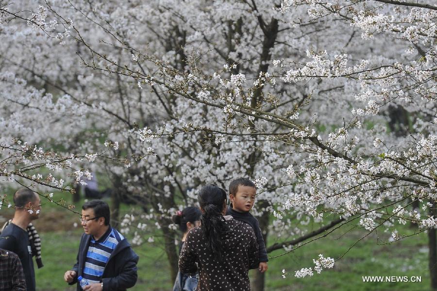 CHINA-GUIZHOU-PINGBA-SAKURA (CN)