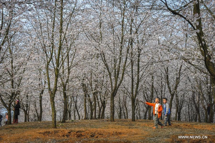 CHINA-GUIZHOU-PINGBA-SAKURA (CN)