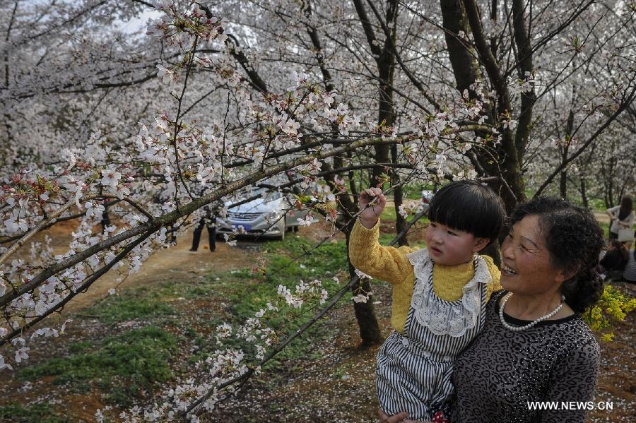 CHINA-GUIZHOU-PINGBA-SAKURA (CN)