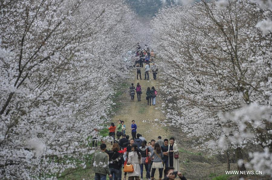 CHINA-GUIZHOU-PINGBA-SAKURA (CN)