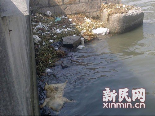 1,200 dead pigs retrieved in Shanghai river.[Photo/Xinmin.cn]