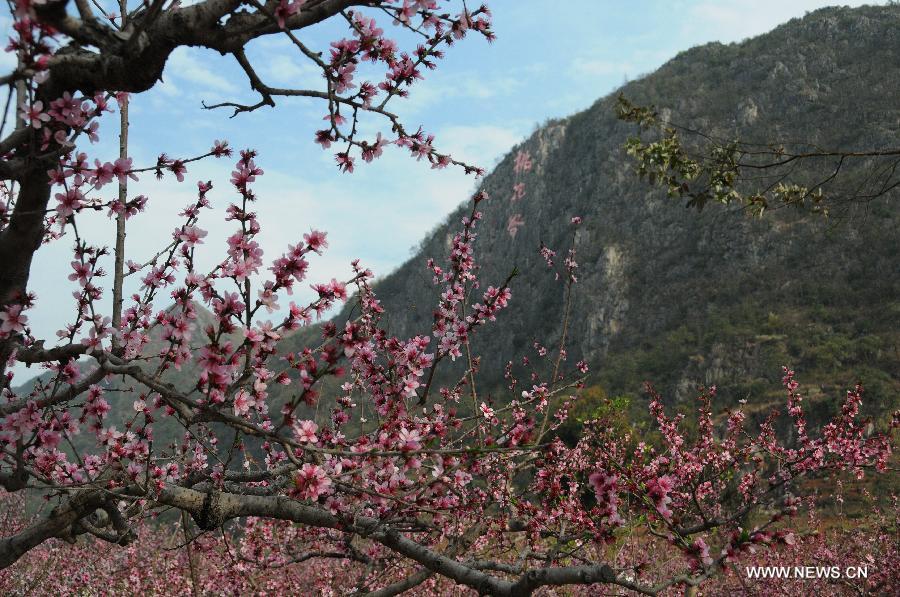 CHINA-GUIZHOU-PEACH BLOSSOM (CN)