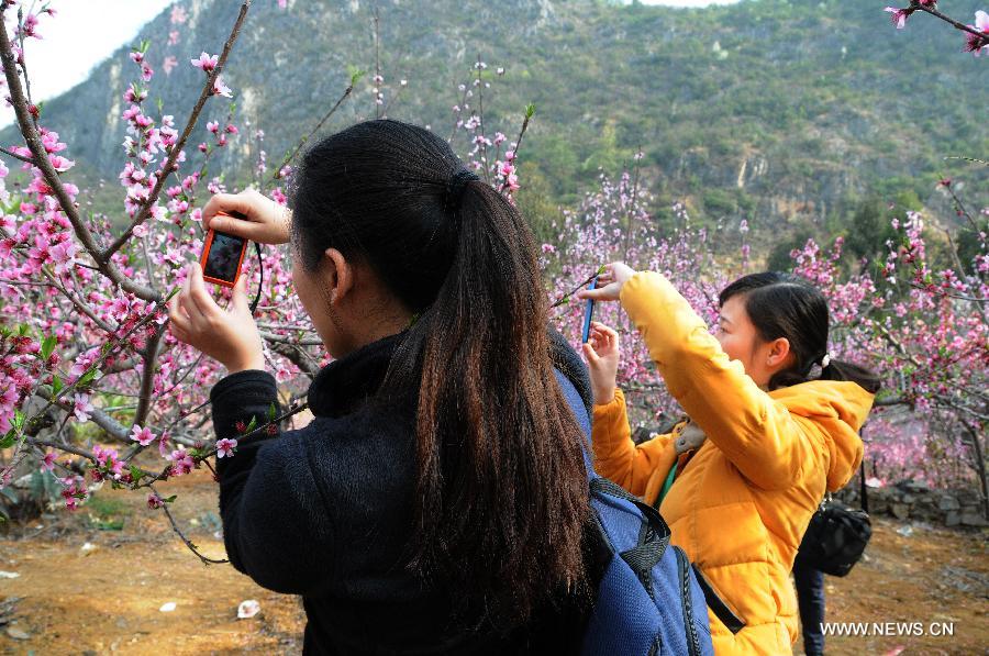 CHINA-GUIZHOU-PEACH BLOSSOM (CN)