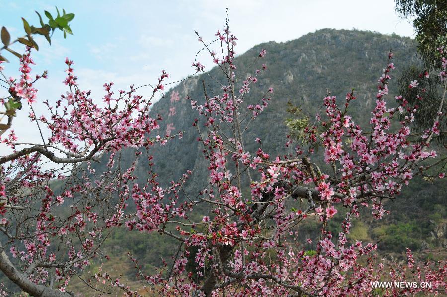 CHINA-GUIZHOU-PEACH BLOSSOM (CN)