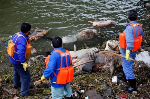 Over 1,200 dead pigs have been fished out of Shanghai's Huangpu River by Sunday afternoon and the source of the pigs is traced upstream, local authorities said.