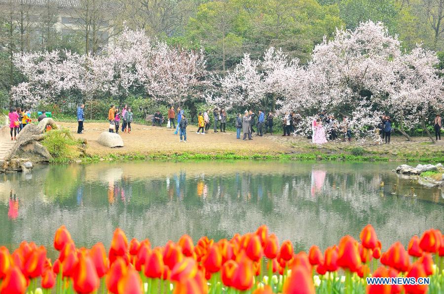 #CHINA-ZHEJIANG-HANGZHOU-WEST LAKE-CHERRY BLOSSOM (CN)