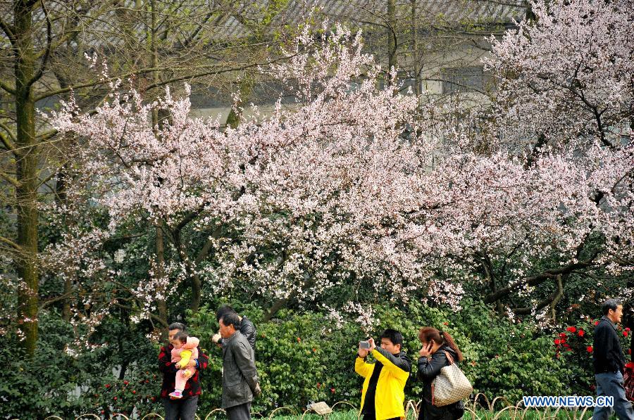 #CHINA-ZHEJIANG-HANGZHOU-WEST LAKE-CHERRY BLOSSOM (CN)