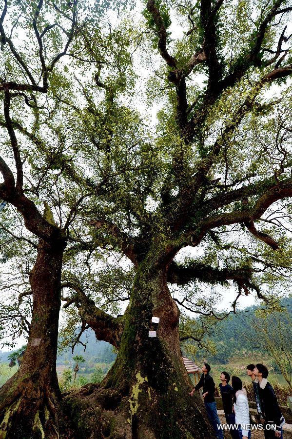 CHINA-FUJIAN-ANCIENT CAMPHOR TREE (CN)