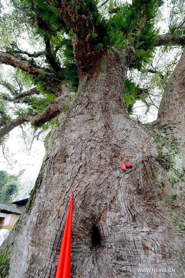 CHINA-FUJIAN-ANCIENT CAMPHOR TREE (CN)