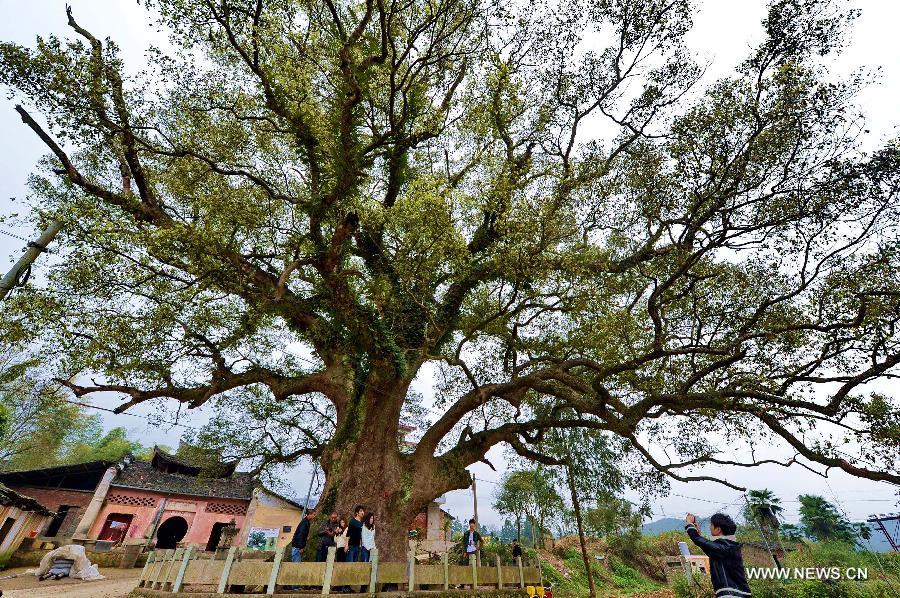 CHINA-FUJIAN-ANCIENT CAMPHOR TREE (CN)