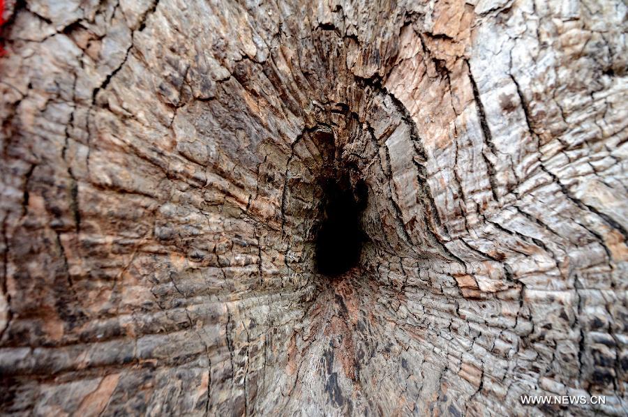 CHINA-FUJIAN-ANCIENT CAMPHOR TREE (CN)