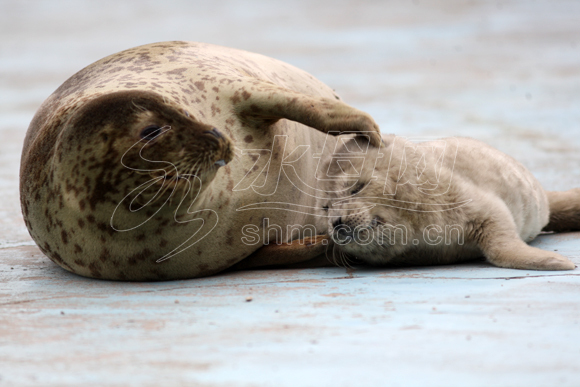 Adorable newborn seal in Yantai