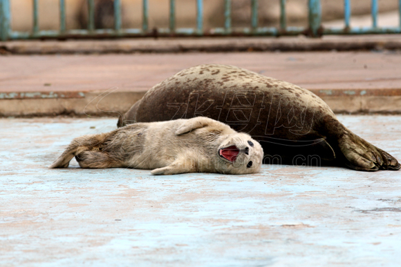 Adorable newborn seal in Yantai
