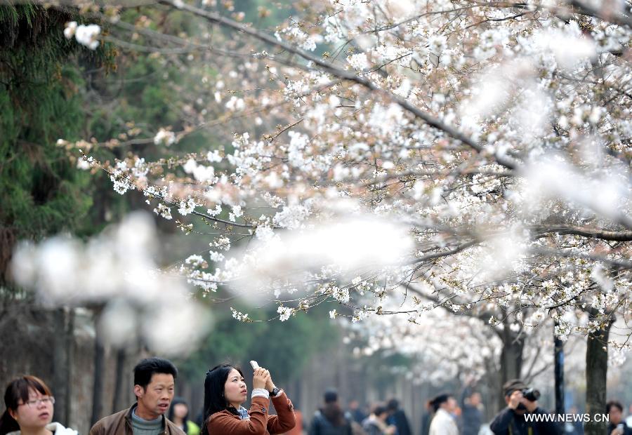 Enjoy blooming sakura in China's Jiangsu 