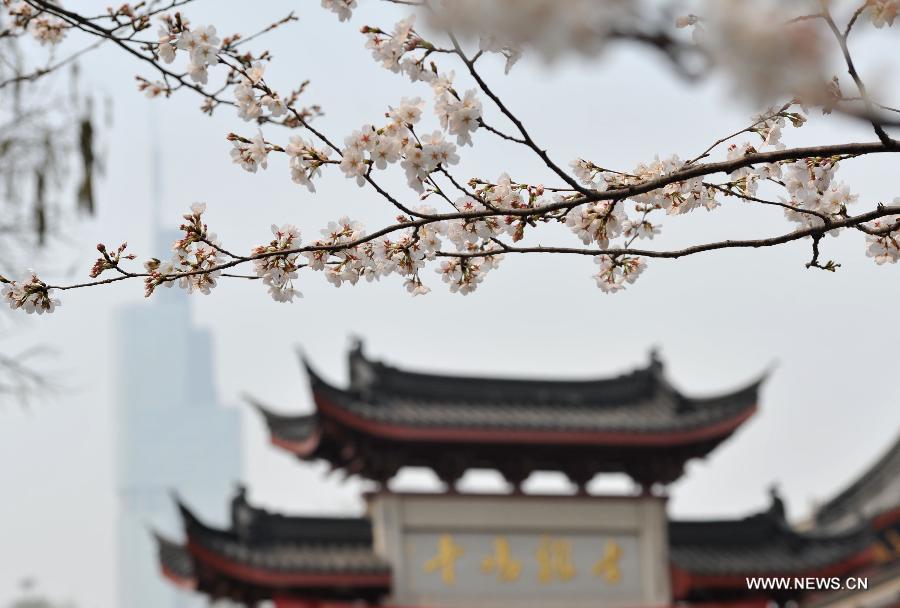 Enjoy blooming sakura in China's Jiangsu 