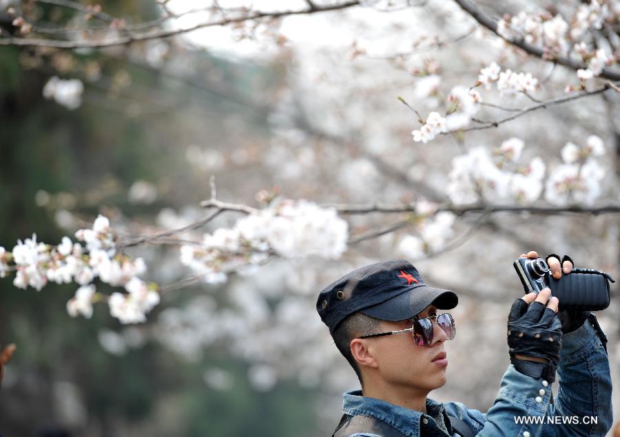 Enjoy blooming sakura in China's Jiangsu 